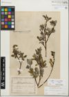 Foto von Salix glabra Scop. x Salix myrsinifolia Salisb.